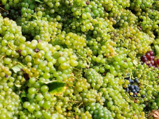 格拉莎尔科维奇庄园