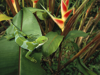 考罗苏瓦雨林公园