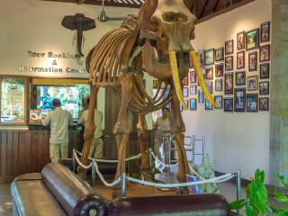 巴厘岛大象野生动物园