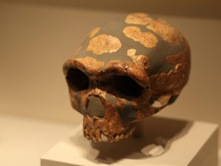 奥杜威古人类遗迹