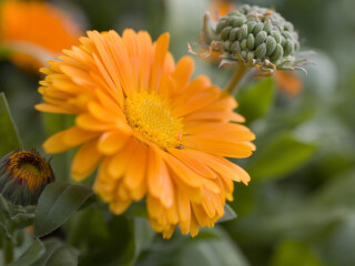 蒙达万加植物园
