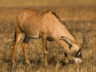 卡富埃国家公园