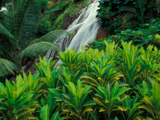 卡力诺沙植物公园