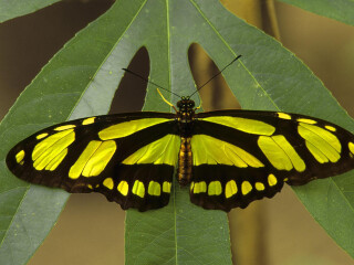 阿尔塔米拉诺美洲王蝶保护区