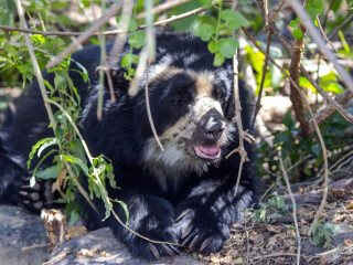 帕拉卡斯自然保护区