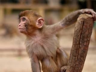 武汉东湖磨山景区