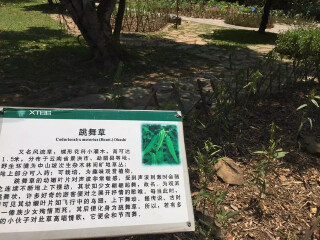 西双版纳热带植物园奇花异木园