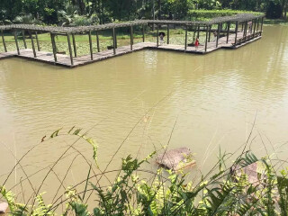 西双版纳热带植物园奇花异木园