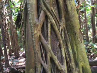 西双版纳热带植物园绞杀现象