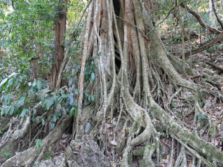 西双版纳热带植物园绞杀现象