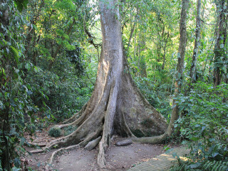 西双版纳热带植物园大阪根