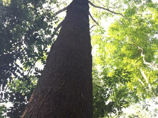 西双版纳热带植物园绿石林景区