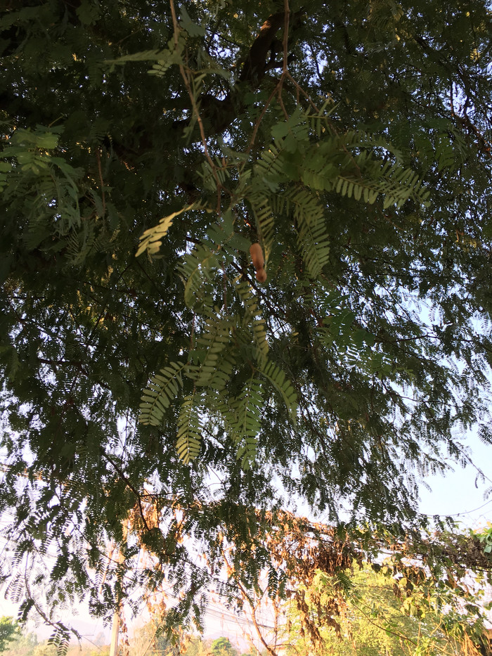 【清邁拜縣】芳樹僧家,人間繁華 _ 清邁拜縣5晚6日深度攻略