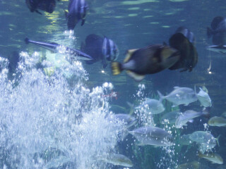 品川爱普生水族馆