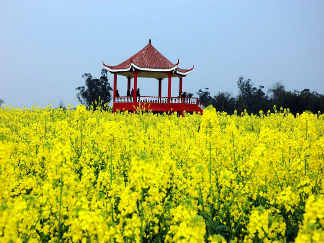 潼南油菜花(附近的花卉种植基地)