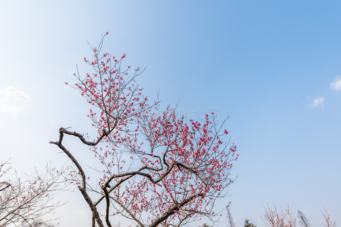 彎彎曲曲的樹枝也是極美的風景.