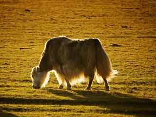 巴音布鲁克景区