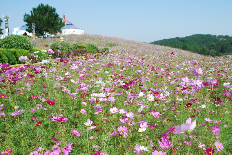 木兰草原格桑花海