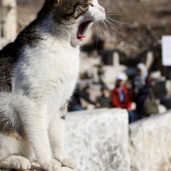 猫