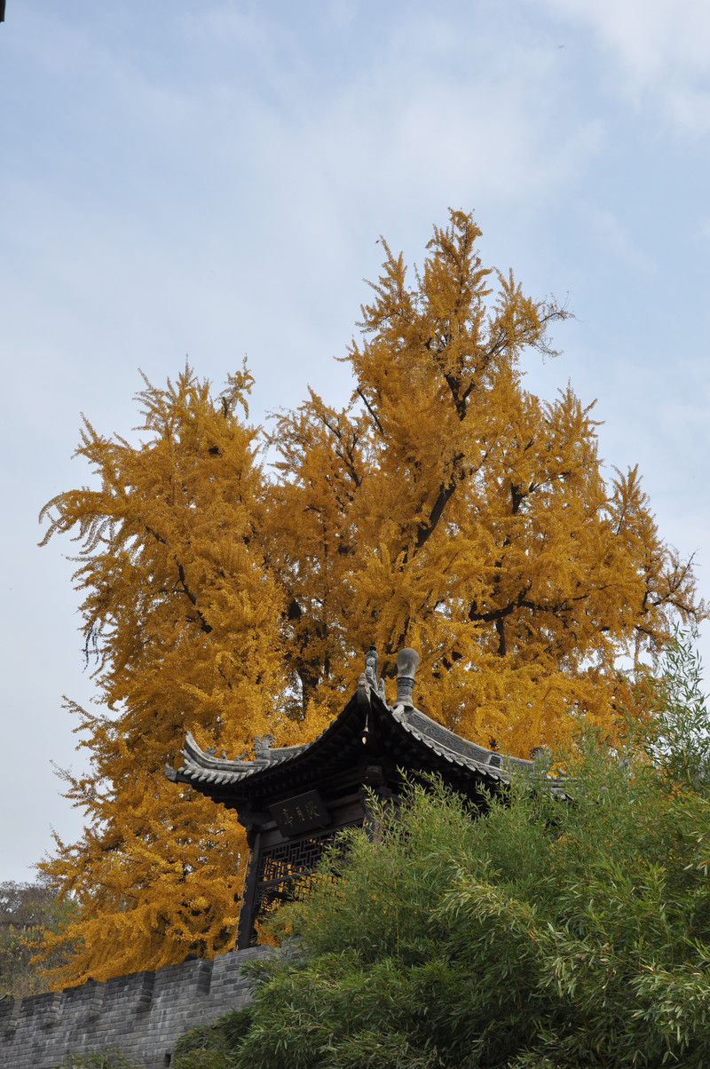 终南山银杏树图片图片