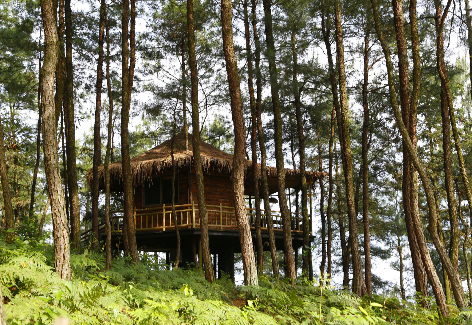 想知道住大山里是种什么体验吗?我在巴南安澜镇大来山树屋告诉你