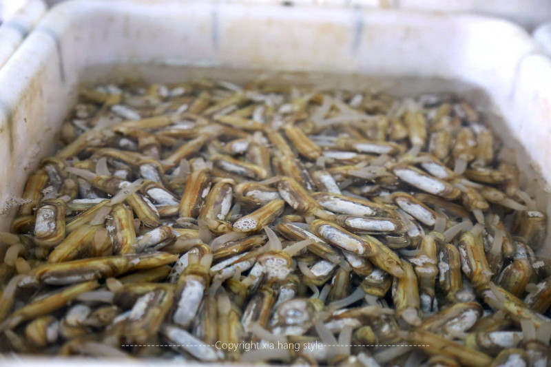 螺的一种,具体叫什么不太懂.