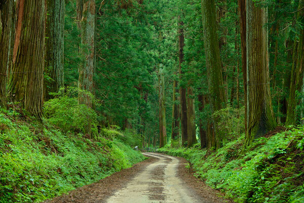 神奈川杉树林荫道门票价格_杉树林荫道门票多少钱_杉树林荫道门票多少