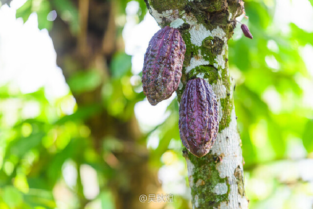 参观当地的种植园,它就像一个天然的热带雨林,里面种植着数不尽的果子