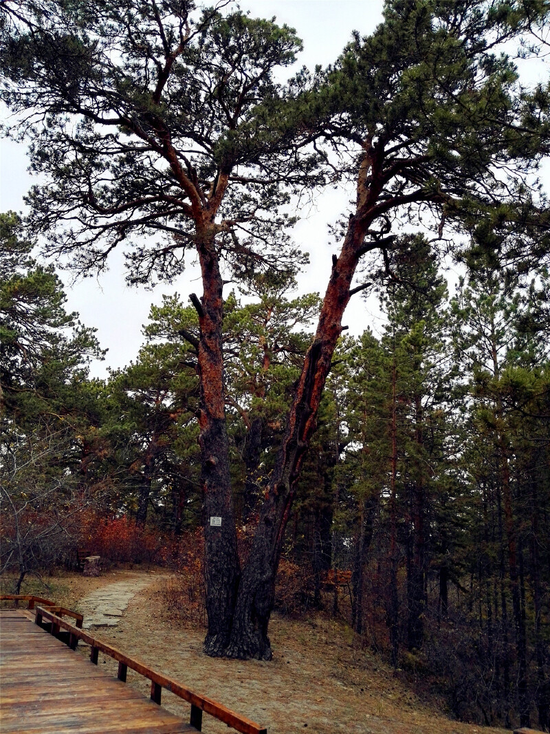 这棵同根长出的两棵松被叫做"守望松".