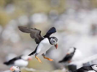 卡拉梅吉亚鸟类保护区