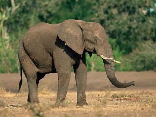 瑞蒂雅加马野生动物园