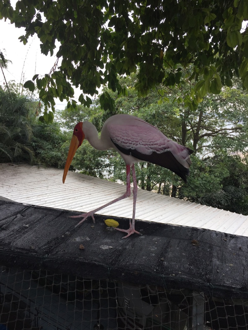 琴园(百鸟园)琴园(百鸟园)琴园(百鸟园)日光岩海景海景日光岩日光岩