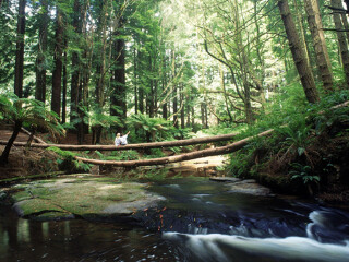 韦伯斯特瀑布保护区