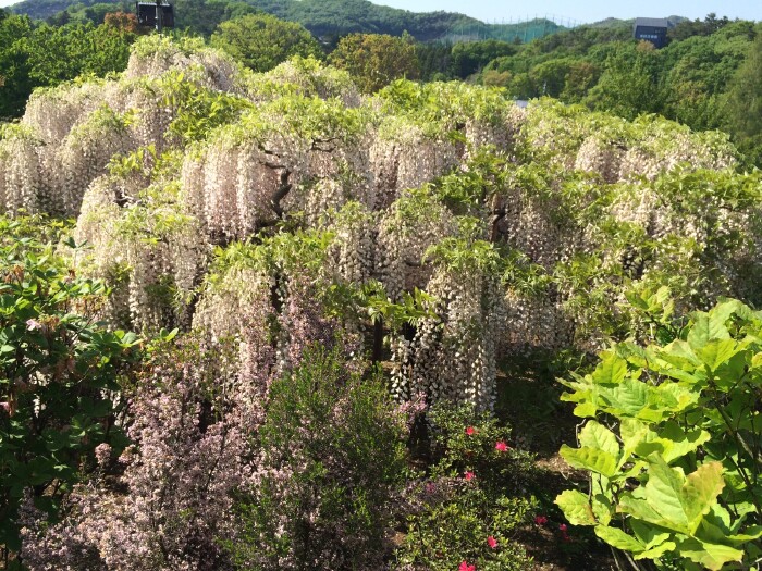 静静开放的白藤