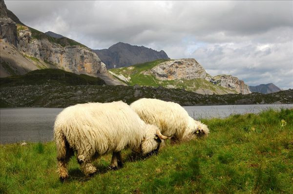 瑞士绵羊牧场旅游攻略