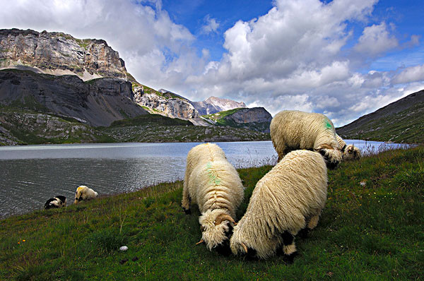 瑞士绵羊牧场旅游攻略