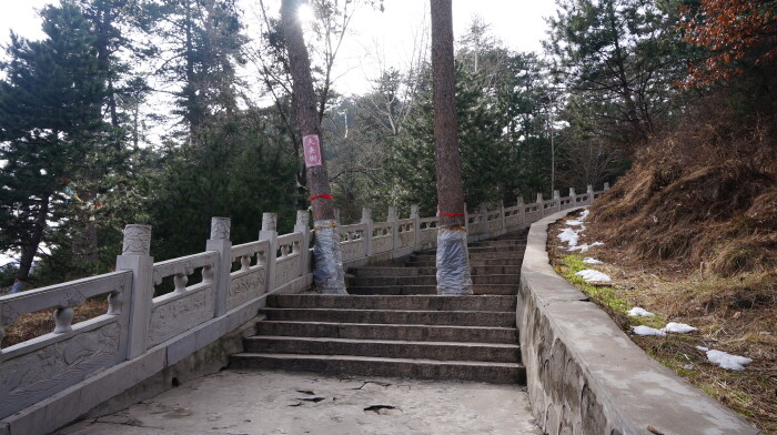 这是前往镇海寺路上见到的夫妻树
