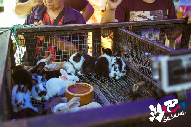 各种小动物也在集市现身,非常萌有没有.