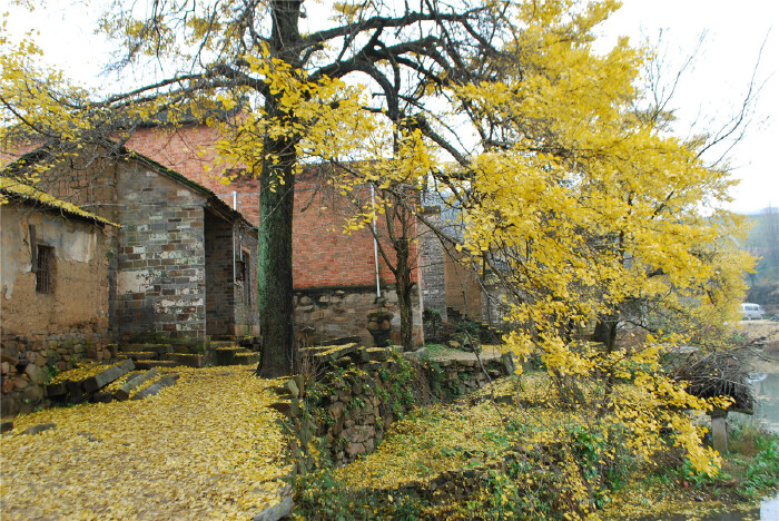 河南省新县银杏