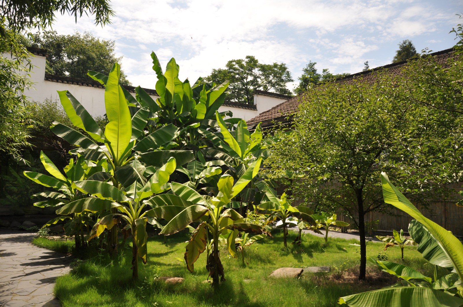 入住芭蕉林d3第3天姚家大院中国大竹海景点 :中国大竹海开车去20
