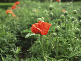 安纳西欧洲花园