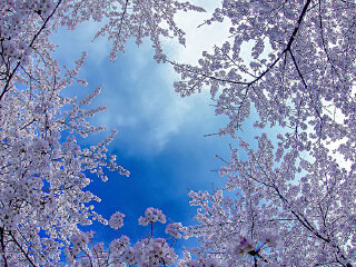 樱花谷主题乐园