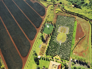 都乐菠萝种植园