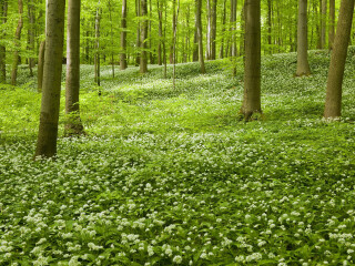贝希特斯加登国家公园
