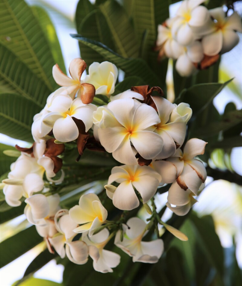 人间天堂——夏威夷(一)到达欧胡岛_欧胡岛海泉喷口游记_途牛