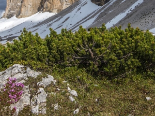 巴桑诺德尔格拉帕