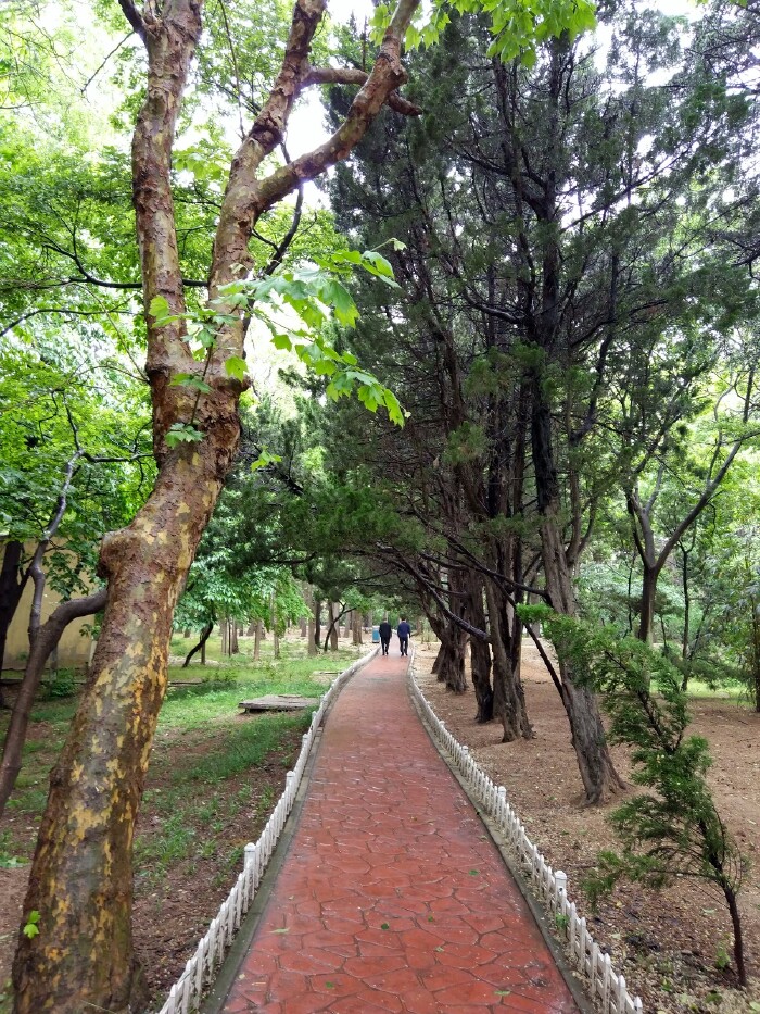 我沿一这条路走,尽头回到紫荆关路.八大关到处都是这样绿树环绕的小路