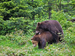 亚斯蒙德国家公园