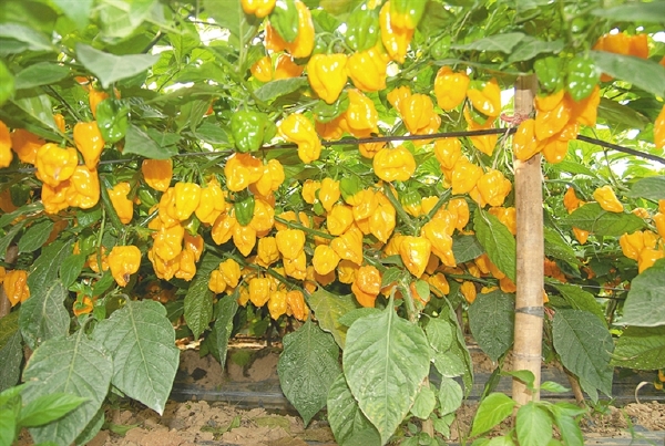 海南有什么特产_海南黄灯笼辣椒_黄灯笼辣椒制作流程