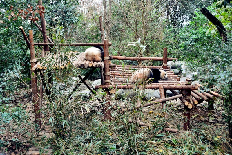 基地里面把大熊猫居住的地方叫"熊猫别墅",一听这名字就觉得好高大上